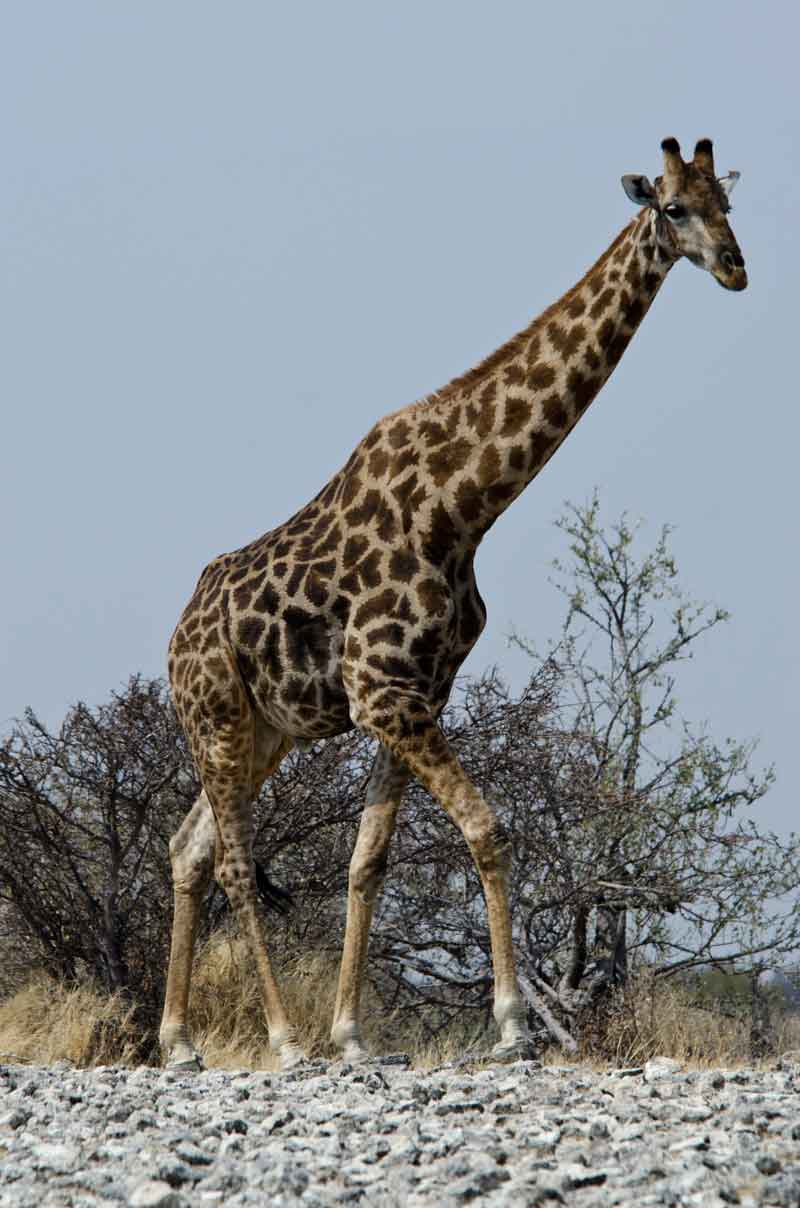 Jirafa - parque nacional de Etosha - Namibia 02.jpg